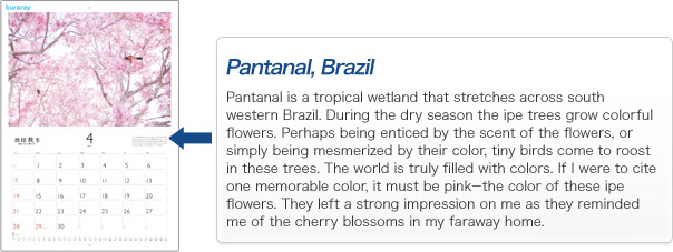 Pantanal, Brazil Pantanal is a tropical wetland that stretches across south western Brazil. During the dry season the ipe trees grow colorful flowers. Perhaps being enticed by the scent of the flowers, or simply being mesmerized by their color, tiny birds come to roost in these trees. The world is truly filled with colors. If I were to cite one memorable color, it must be pink-the color of these ipe flowers. They left a strong impression on me as they reminded me of the cherry blossoms in my faraway home.